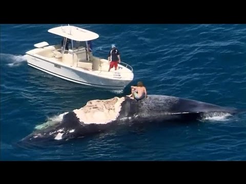 Mann surft auf totem Wal