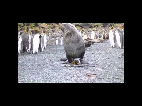 Seelöwe vergewaltigt Königs-Pinguin