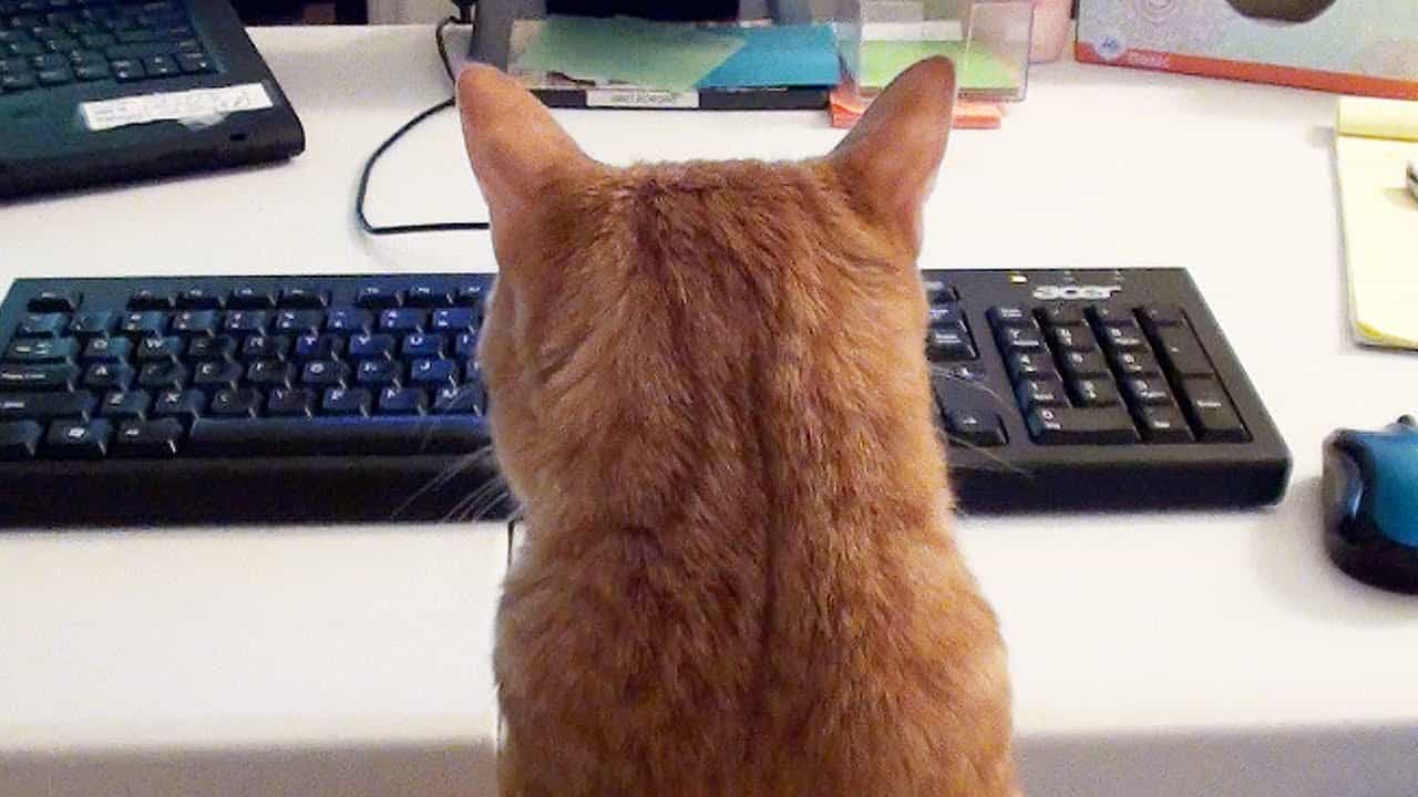 What it's like to Work with Cats