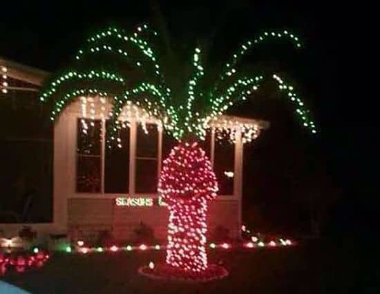 Zakaj za božič ne bi smeli krasiti palm