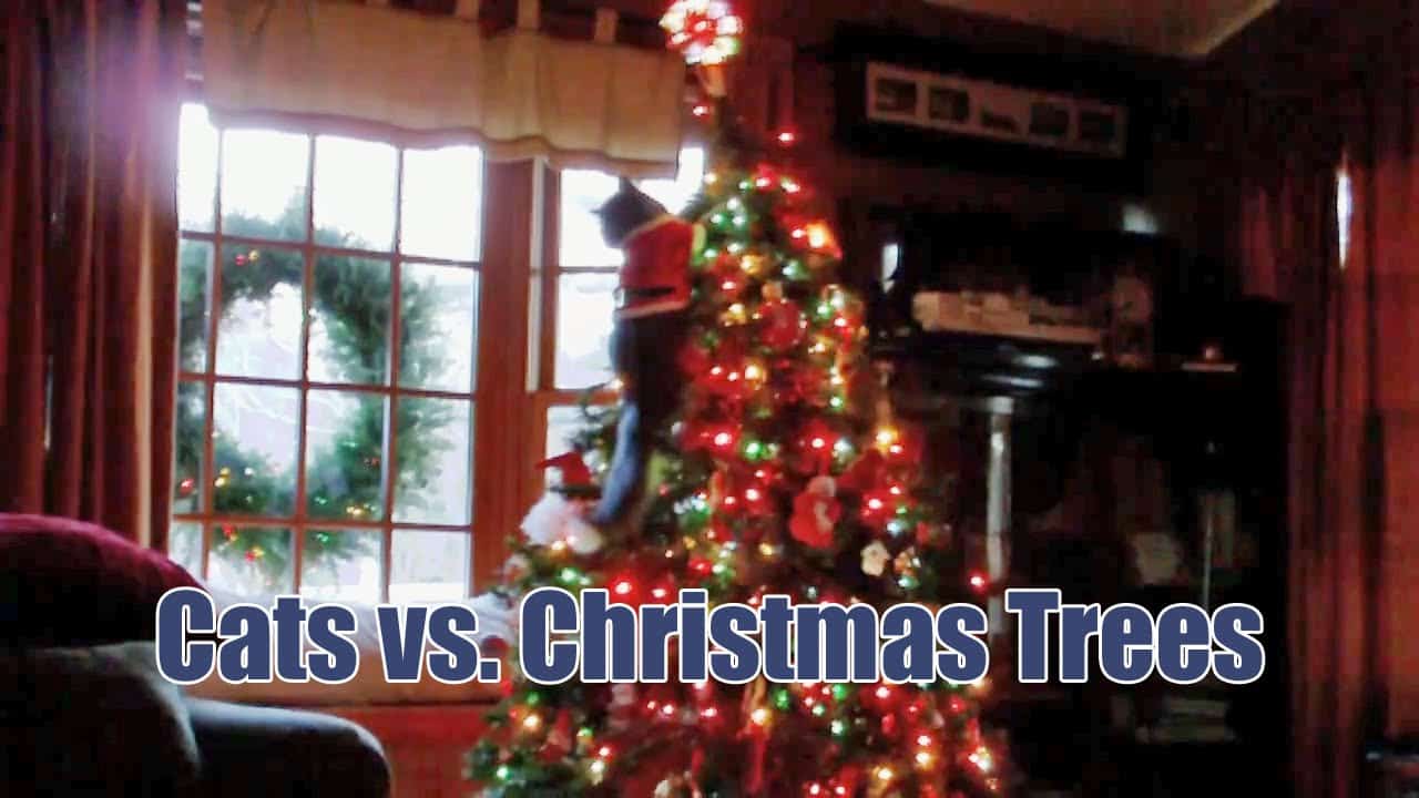 Kočky vs. vánoční stromečky