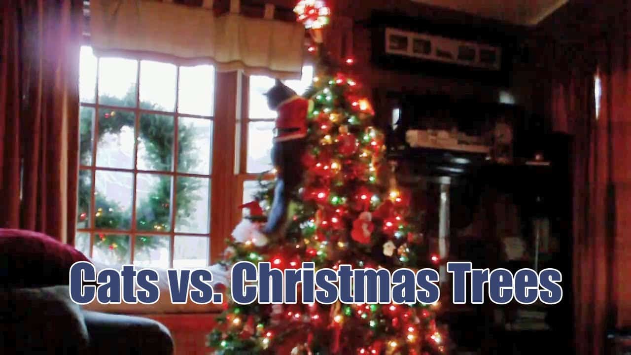 Cats vs. Christmas Trees