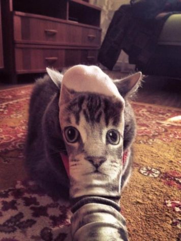 chat chaussettes