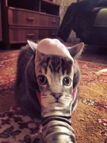 Cat Socks