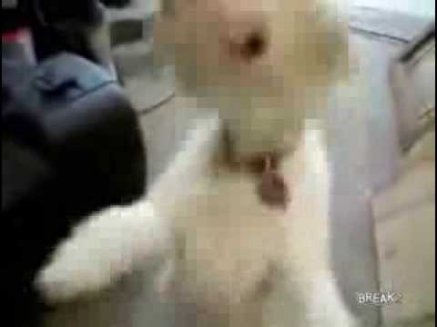 Death Metal Dog