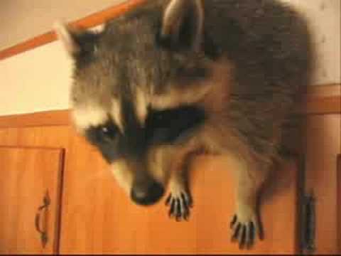 Der randalierende Waschbär
