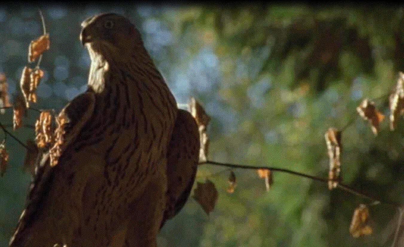 Vol d'un faucon à travers la forêt