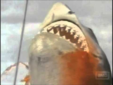 Jaws the Revenge with Tom & Jerry