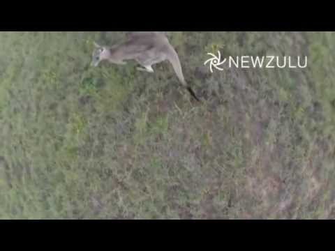 Canguro golpea un dron desde el cielo