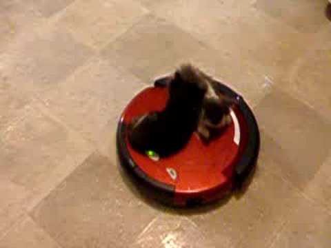 Katzen auf dem Staubsaugroboter, Benny Hill’d