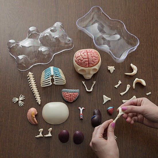 Anatomische Gummibärchen