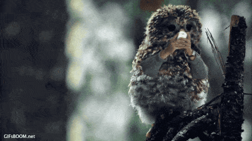 Vögel mit Armen - Dravens Tales from the Crypt