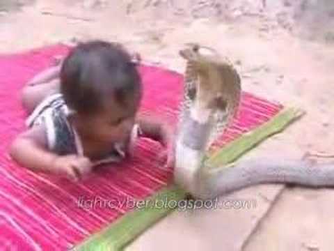 Baby vs. Cobra