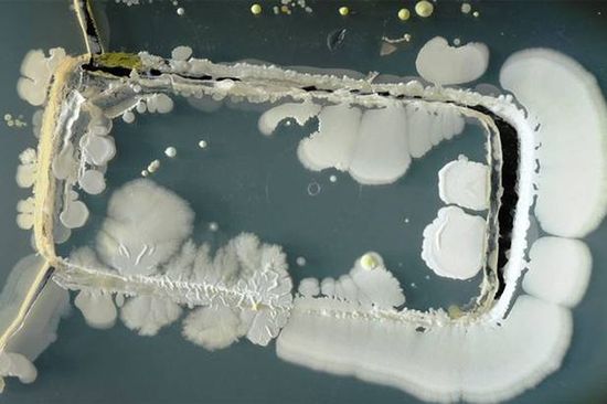 Bacterias en teléfonos inteligentes