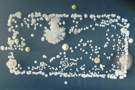 Bakterien auf Smartphones