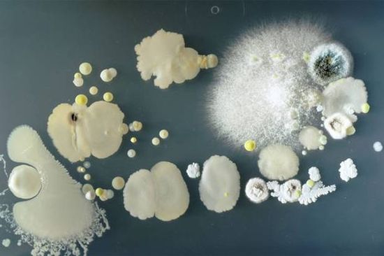 Bakterien auf Smartphones