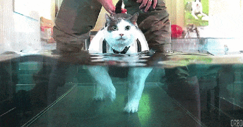 Dicke Katze im Wasser auf einem Laufband