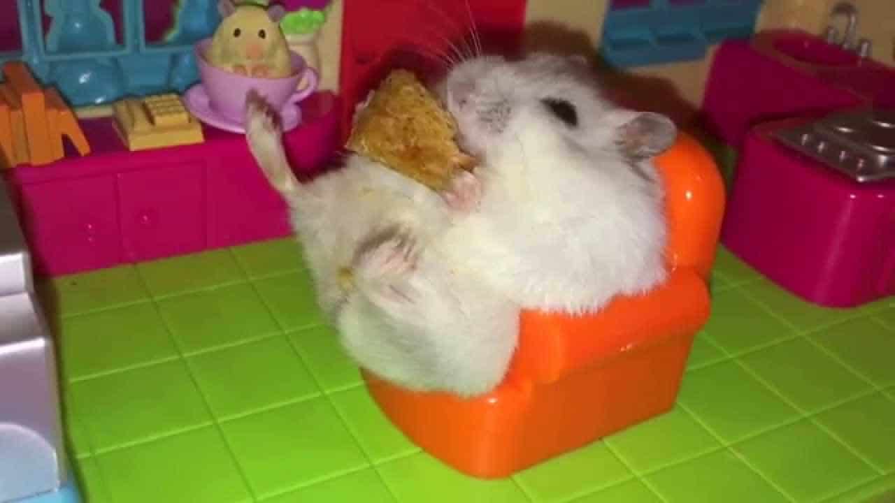 Hamster sitzt auf kleinem Sessel und isst Apfelkuchen