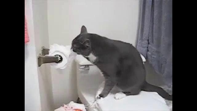 Katzen können Arschlöcher sein – Cats Can Be Jerks