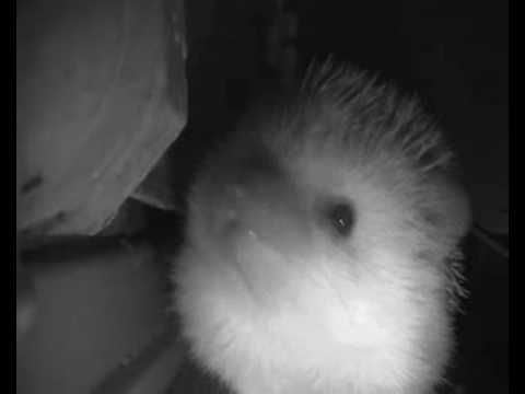 Niesender Igel