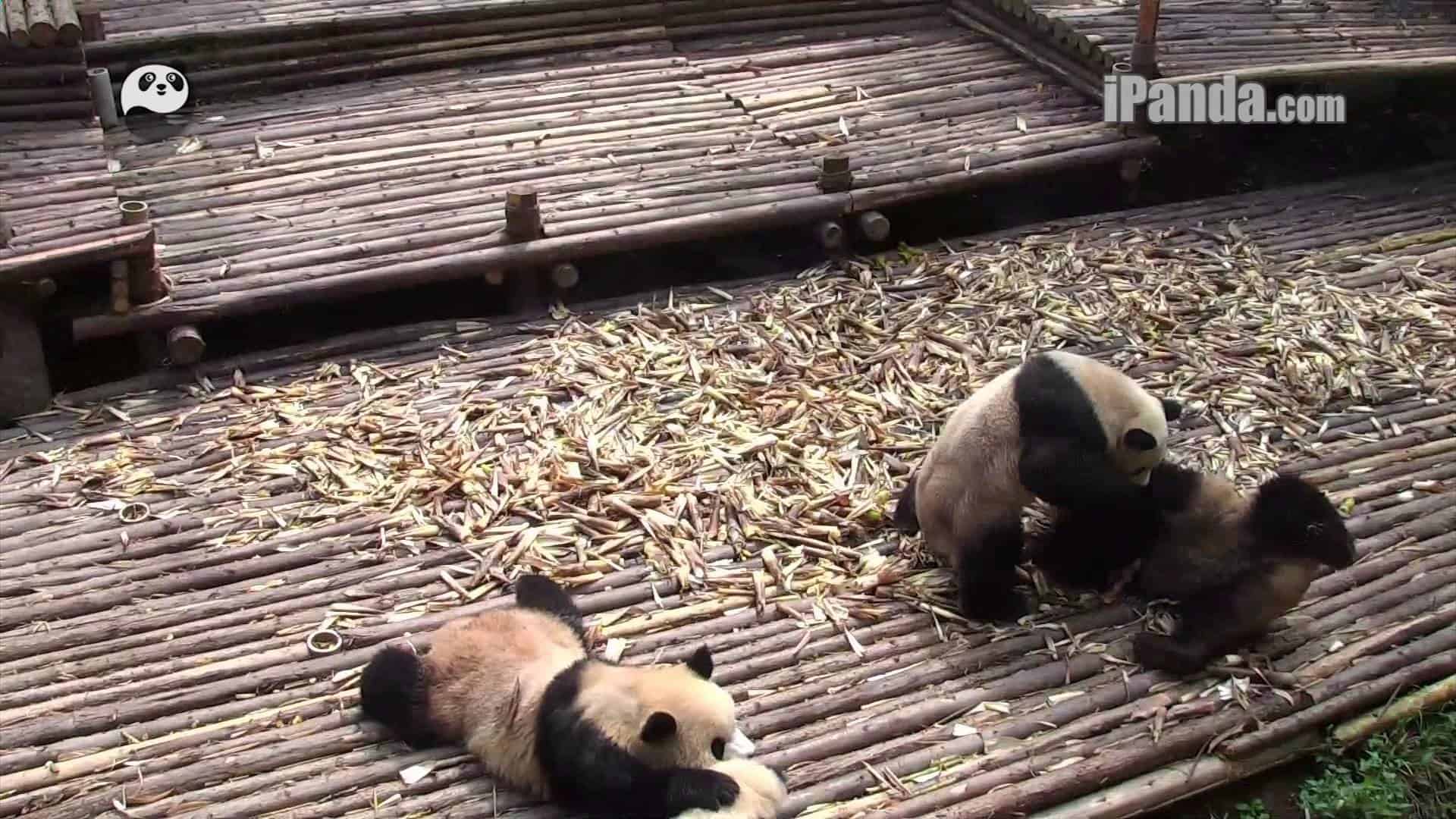 Wrestling pandas