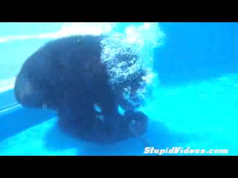 Chimpanse dykning