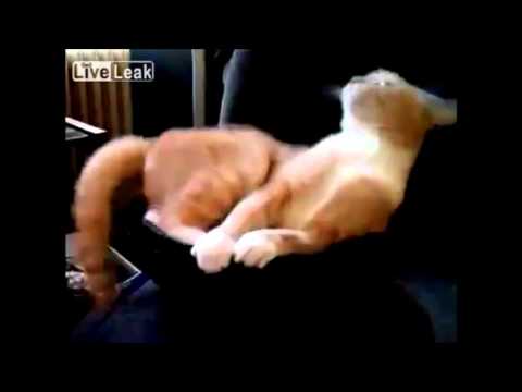 Subwoofer Cat