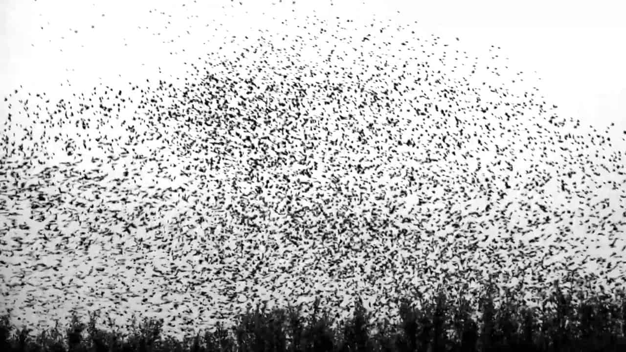 Flock of birds in super slow motion