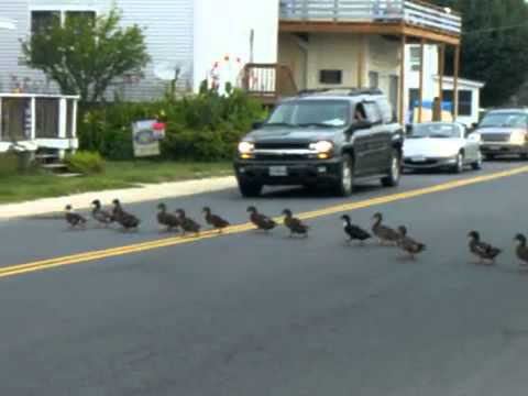 Buďte opatrní: kačice prechádzajú cez cestu