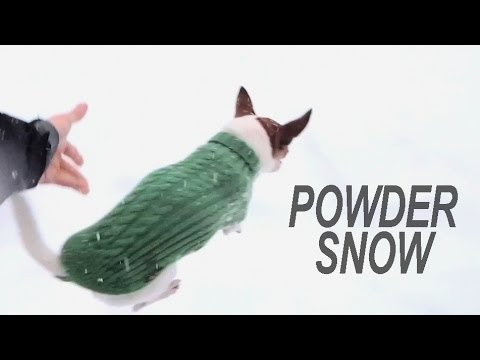 Warum laufen Chihuahuas nicht durch den Schnee?