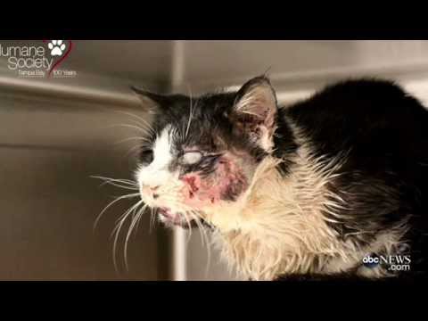 Zombie Katze steigt aus ihrem Grab