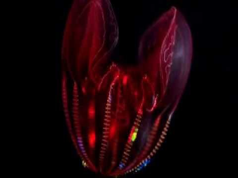 Deepsea Jellyfish Firework