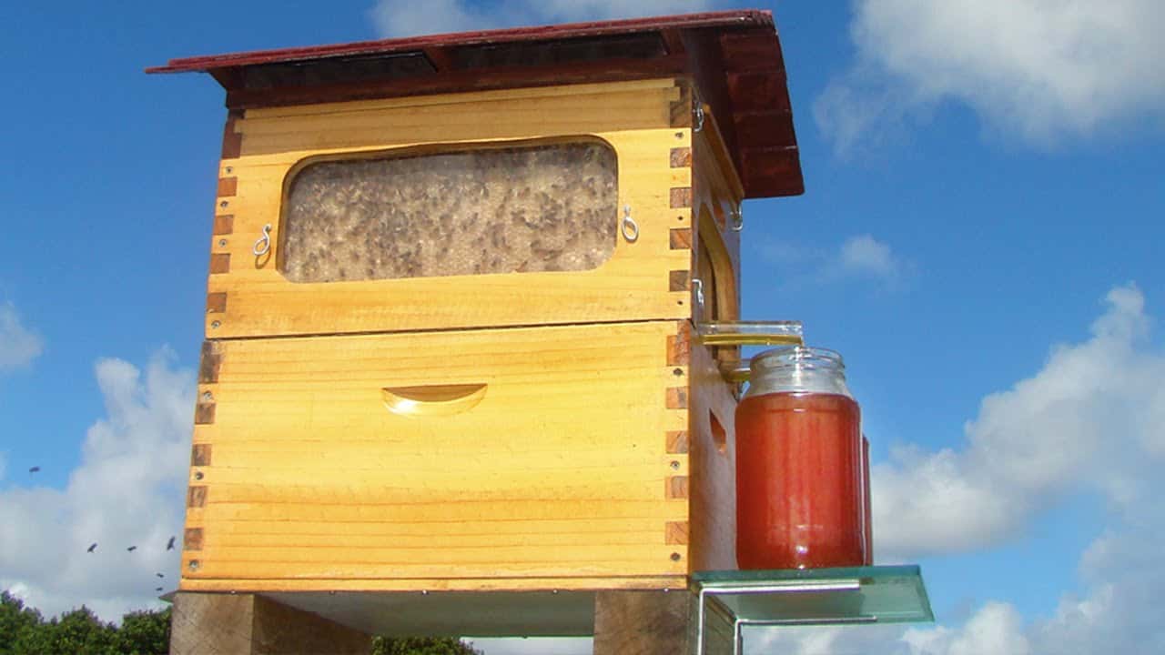 flow hive bienenstock laesst den
