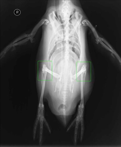 Penguins actually have knees
