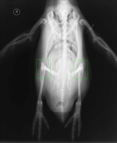 Pinguine haben tatsächlich Knie
