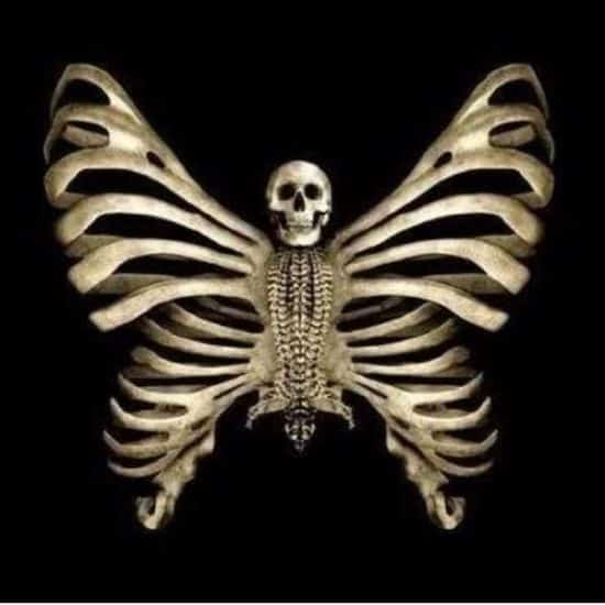 Skull Butterfly