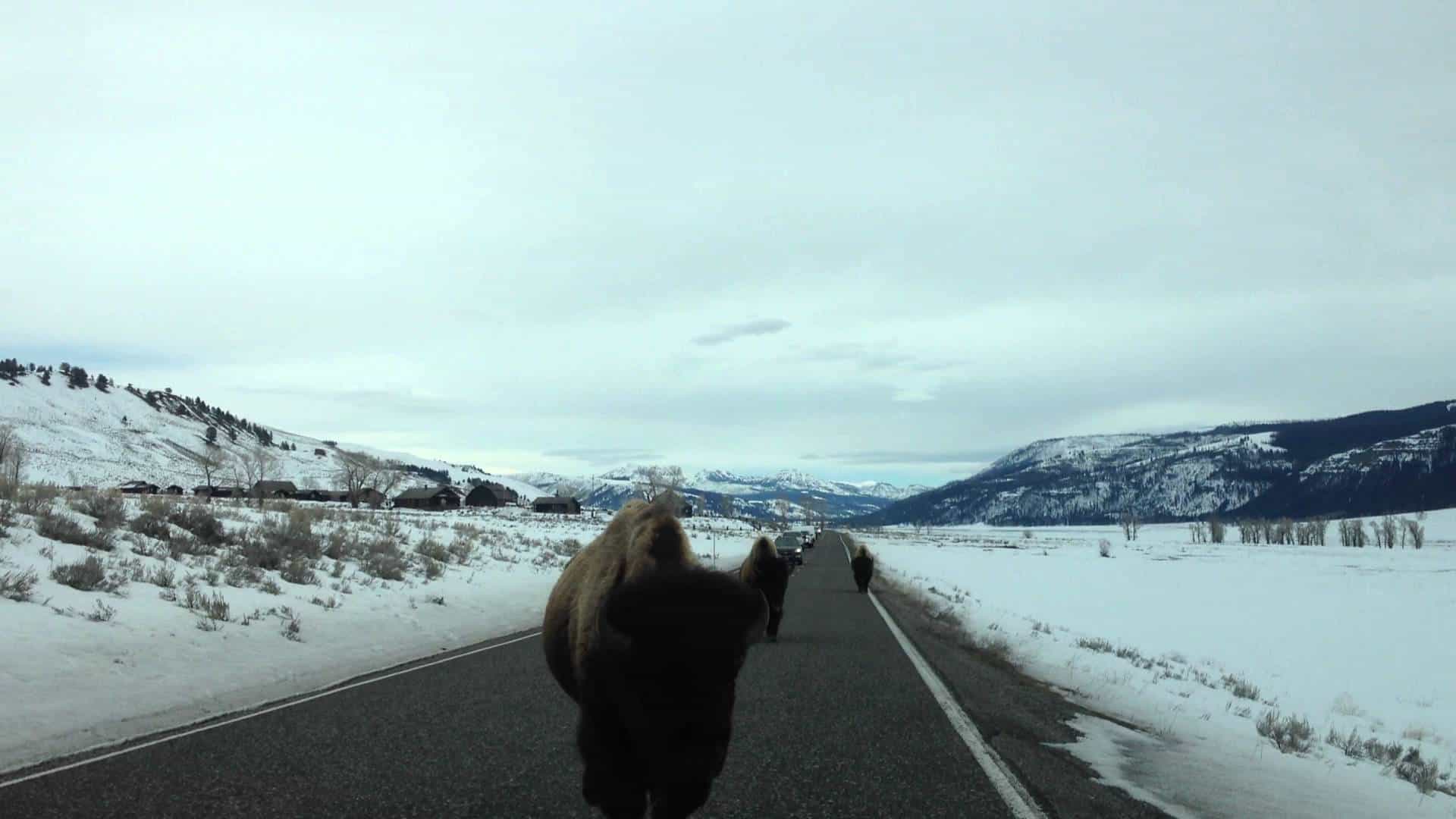 Bison Attacke im Yellowstone Park