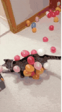 Katze gegen Luftballons