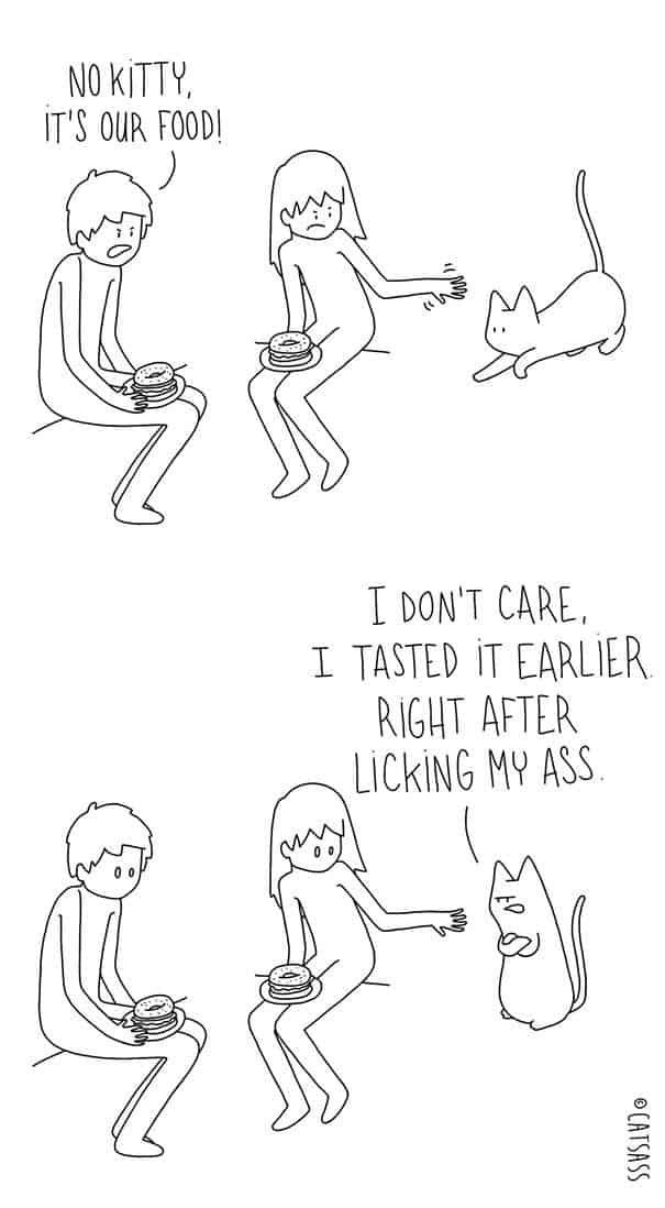 Lo que realmente piensan los gatos