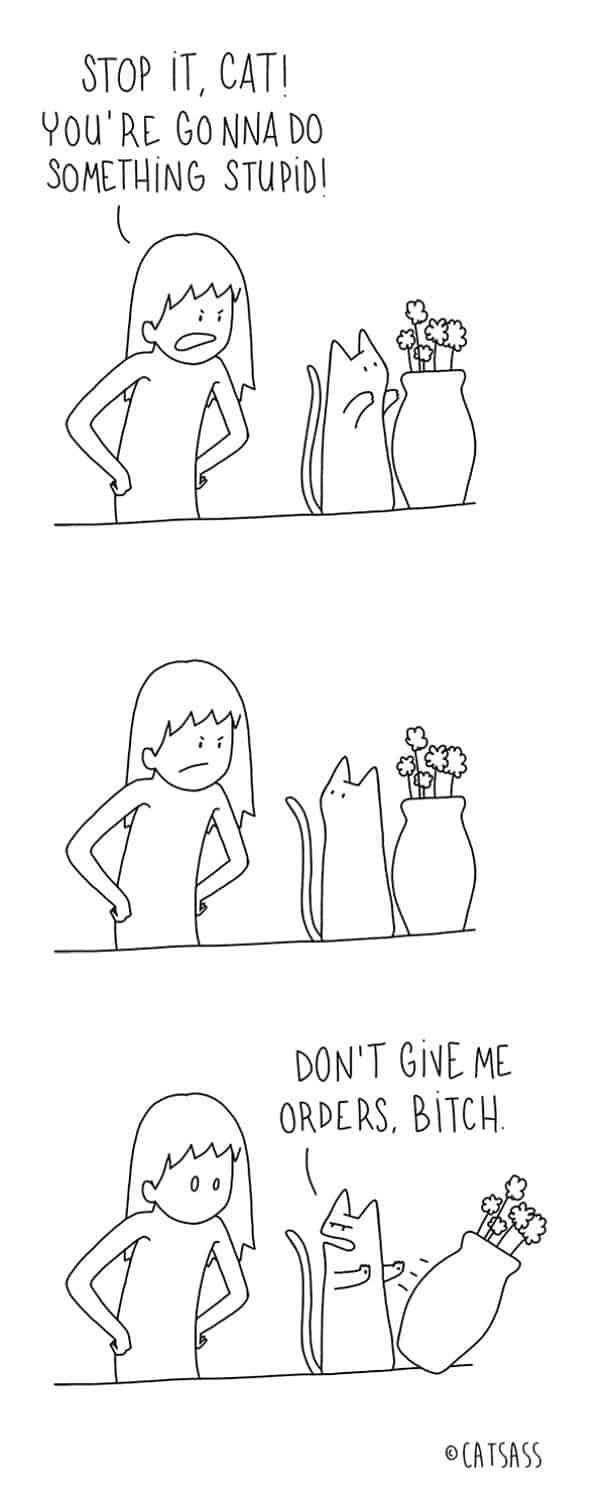 Was Katzen wirklich denken