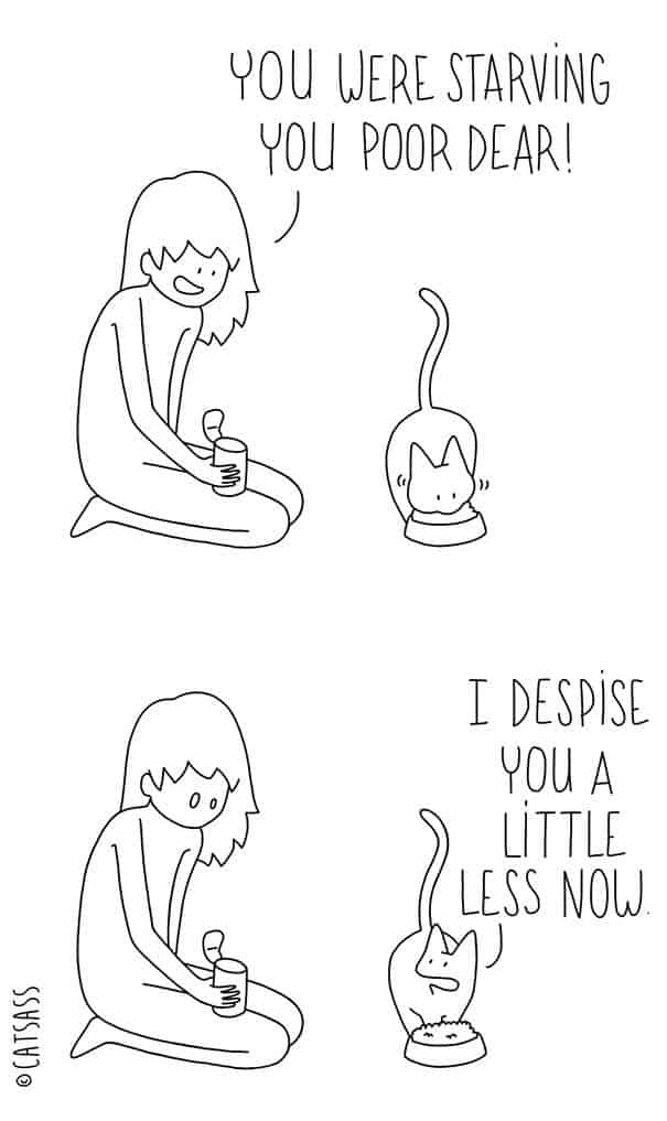 Was Katzen wirklich denken