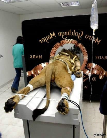 Der Löwe von Metro Goldwyn Mayer