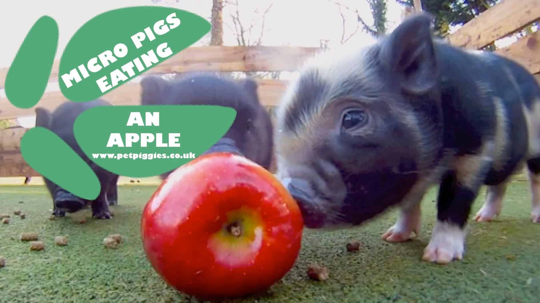 Pienikokoiset sian vauvat syövät omenan