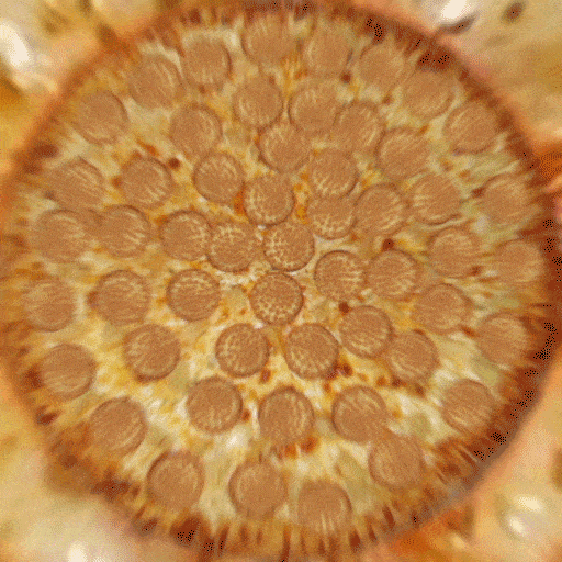 Pizza endlos