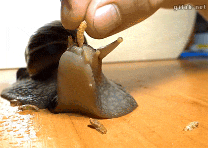 Animated captive snail