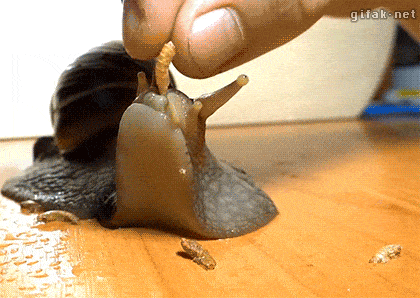 Animierte fessende Schnecke