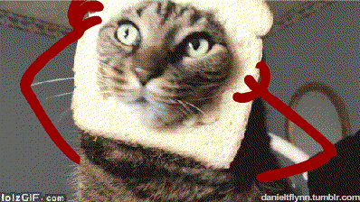 Katze im Toast
