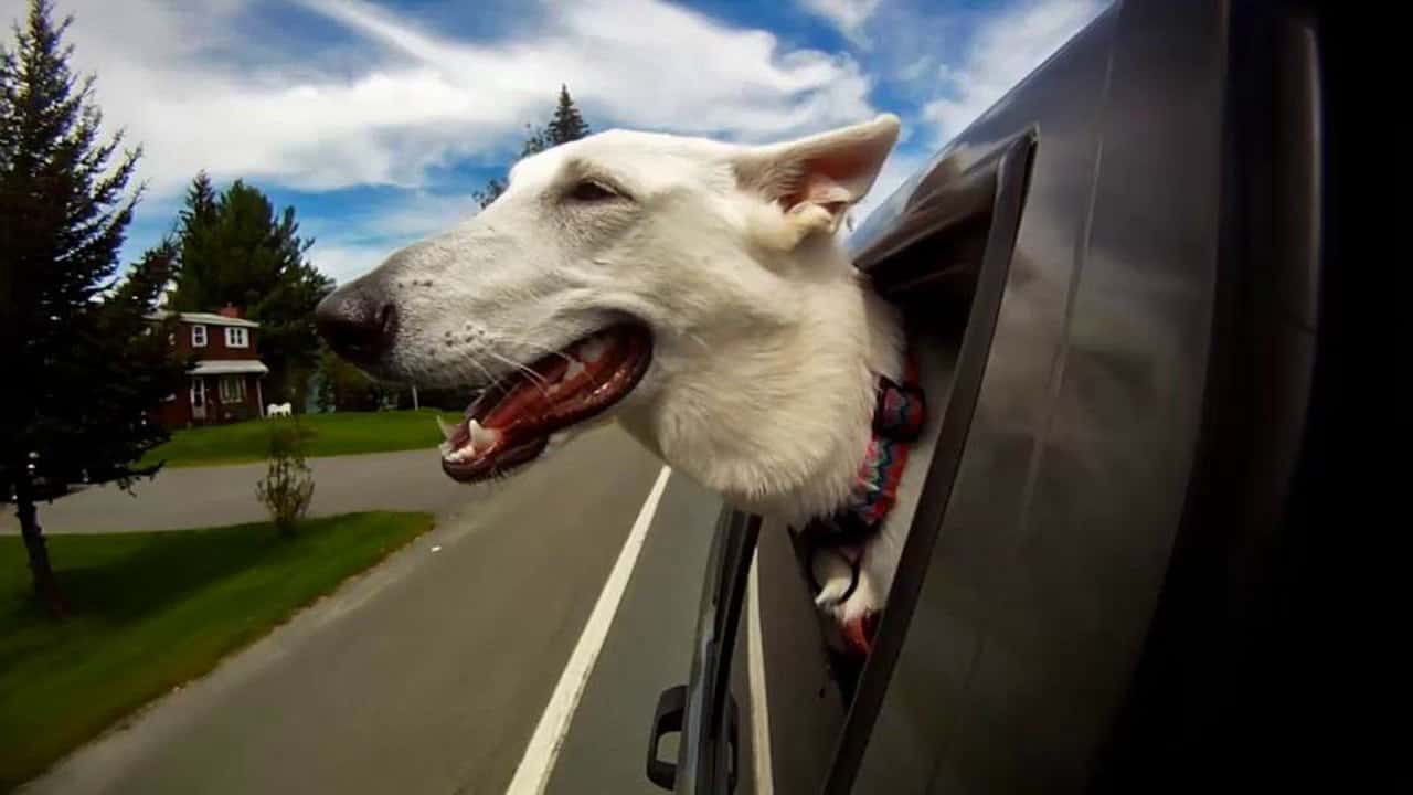 Cani in auto: cani che guardano fuori dalle auto in movimento