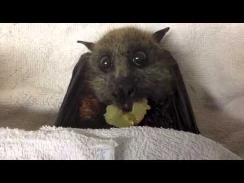 Η νυχτερίδα τρώει ένα τσαμπί σταφύλια