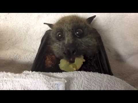 Fledermaus frisst eine Weintraube